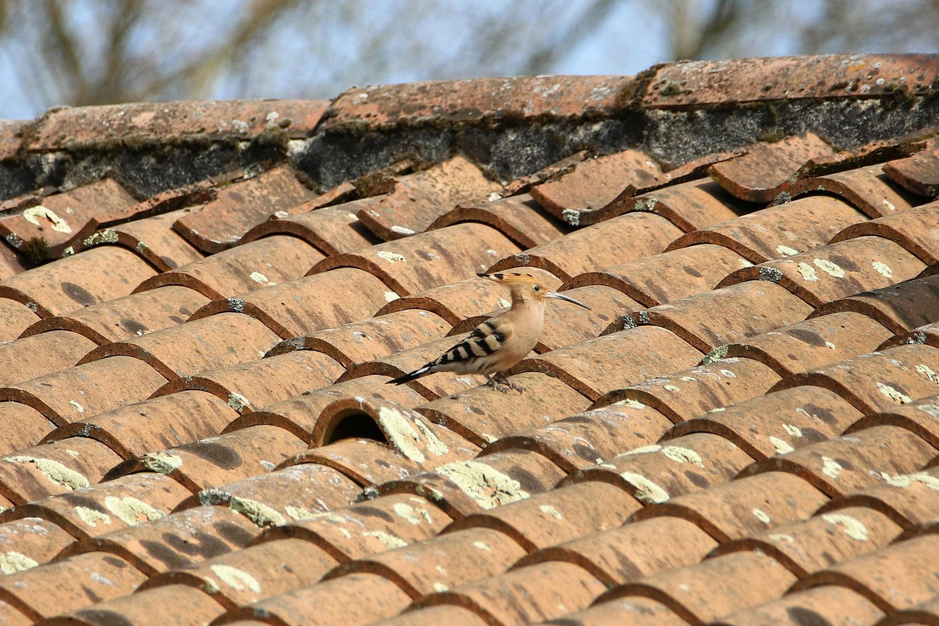 Hail-damaged shingles on a Texas roof.