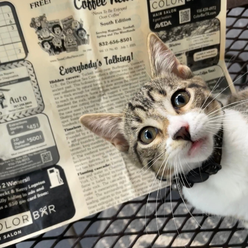 A tabby kitten wearing a collar, looking up with a newspaper in the background.