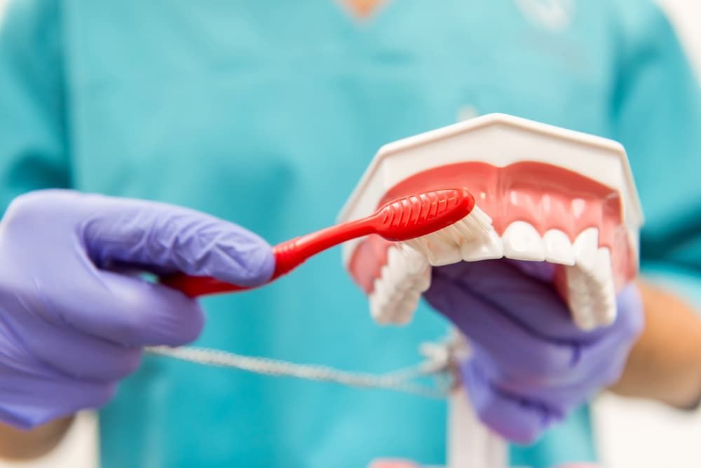 A Dentist Is Brushing a Model of Teeth with A Red Toothbrush — Cane to Coast Dentures in Moranbah, QLD