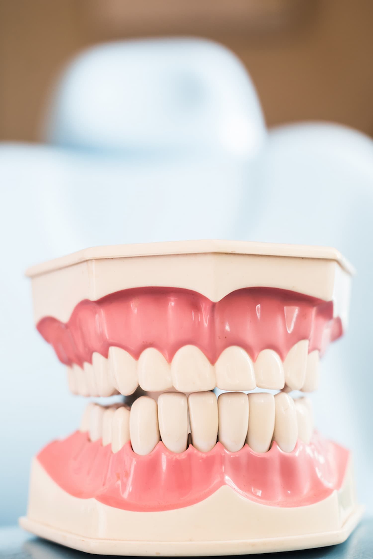 A Model of A Person's Teeth Is Sitting on A Table — Cane to Coast Dentures in Sarina, QLD