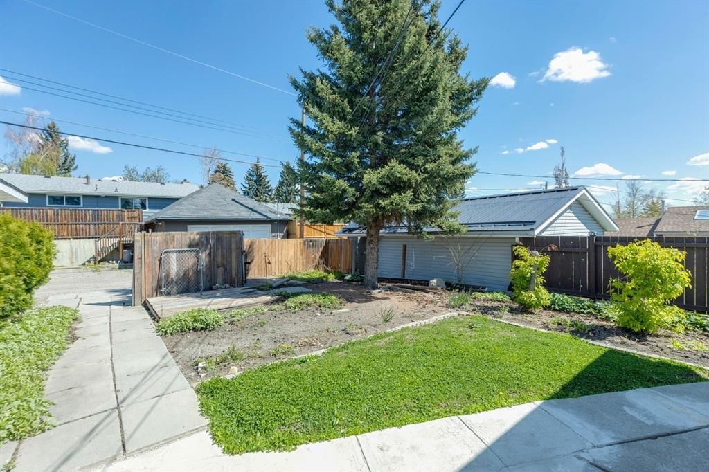 Backyard with central evergreen tree, gravel bed, green lawn, wooden fence, and neighboring houses under blue sky