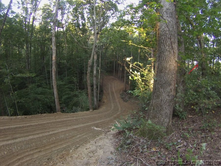 Dirt road curving through a wooded forest with tall trees and sunlight filtering through.
