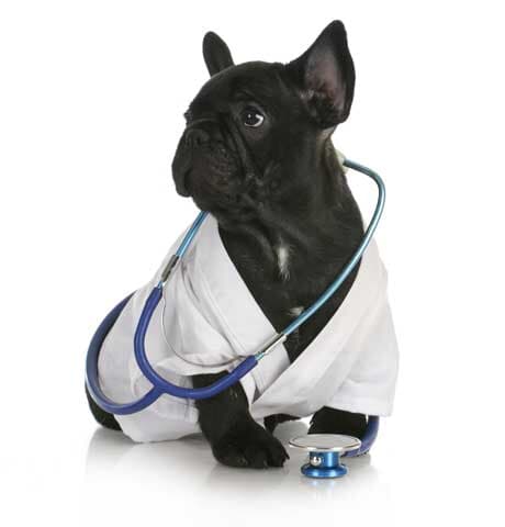 VETERINARIA EL ARCA DE NOÉ - CONSULTAS