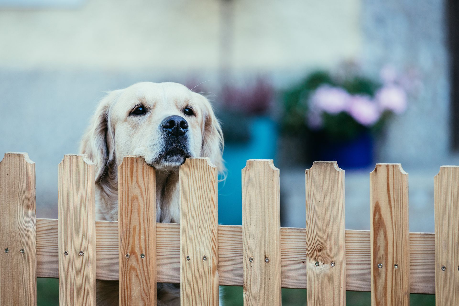 Black dog peering through a wire fence beside a tree trunk outdoors
