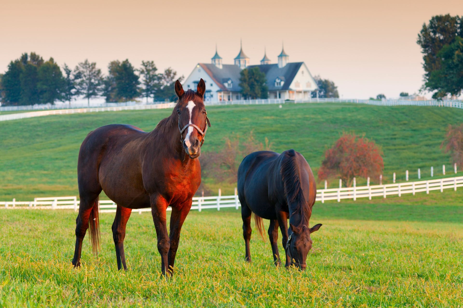 Two horses grazing in a green field with a white fence and farmhouse in the background.
