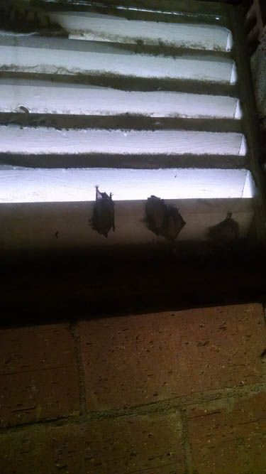 Three bats hanging under a window with slats