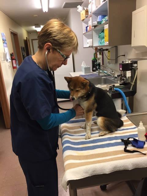Woman holding a dog — Festus, MO — Rebecca Darland Pet Clinic