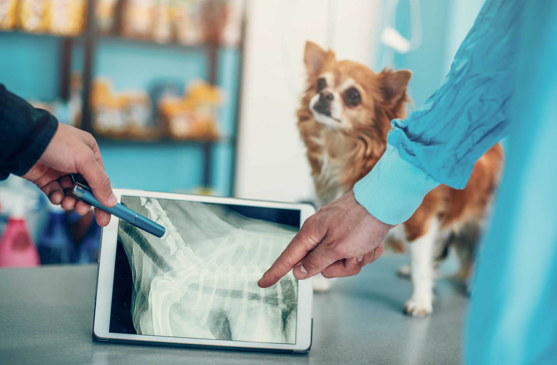 X-ray — Festus, MO — Rebecca Darland Pet Clinic