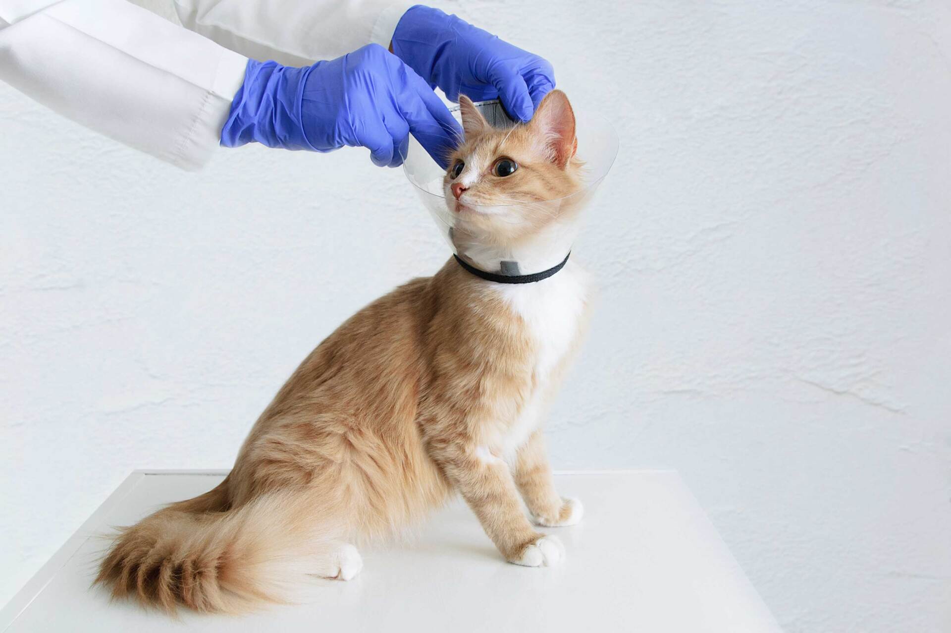 Routine vet care — Festus, MO — Rebecca Darland Pet Clinic