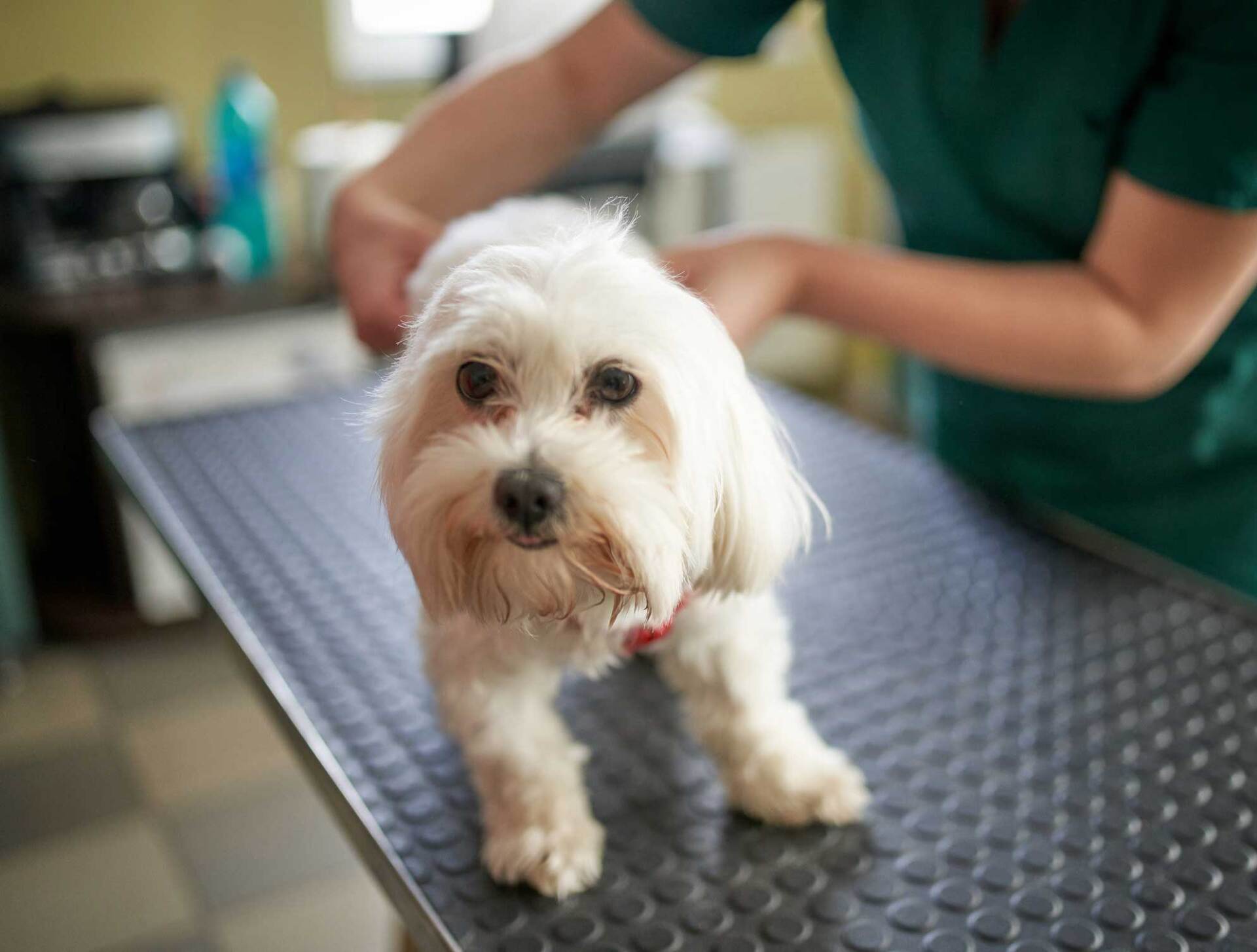 Vaccination scheduling — Festus, MO — Rebecca Darland Pet Clinic