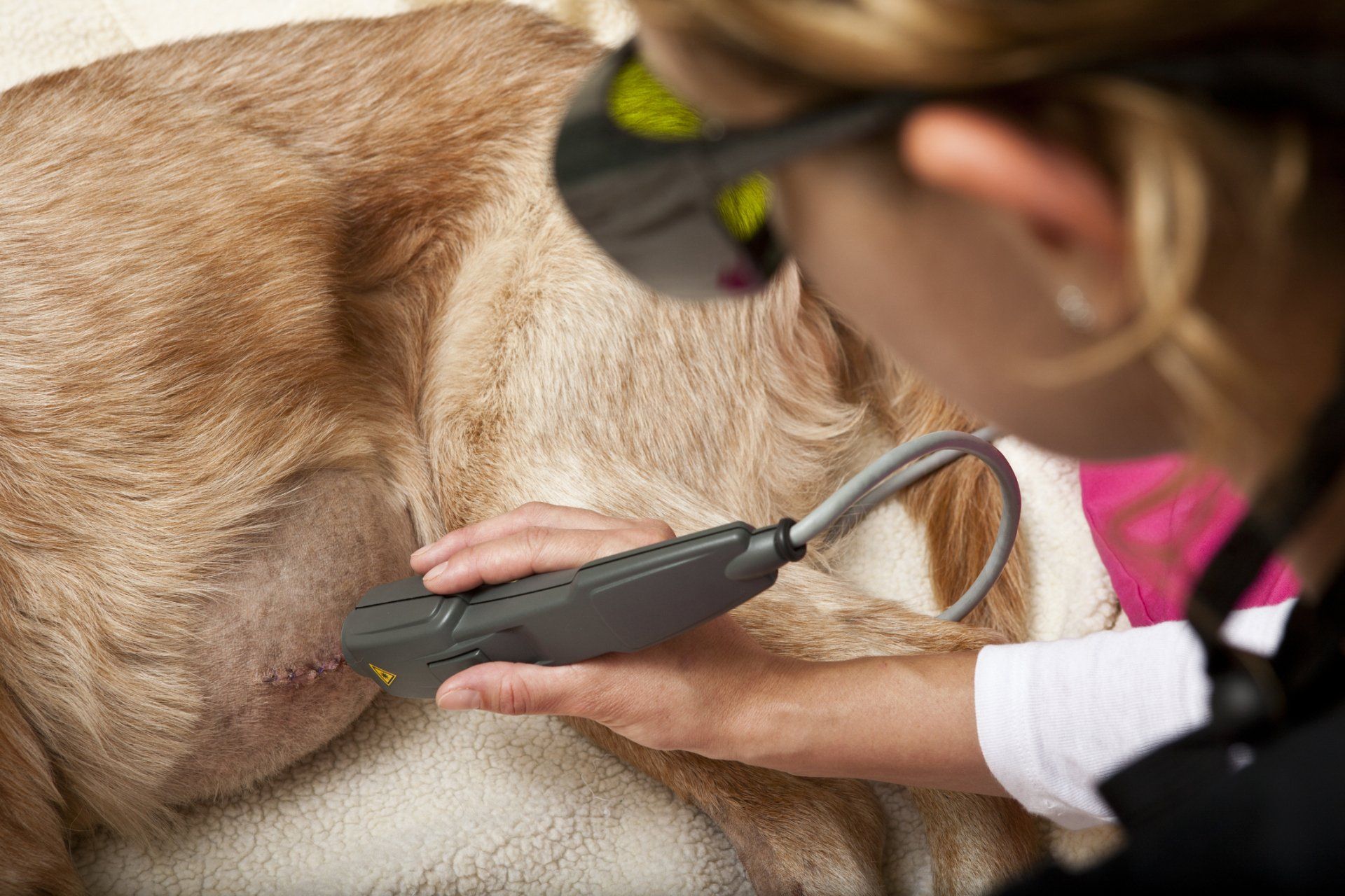 Therapy laser — Festus, MO — Rebecca Darland Pet Clinic