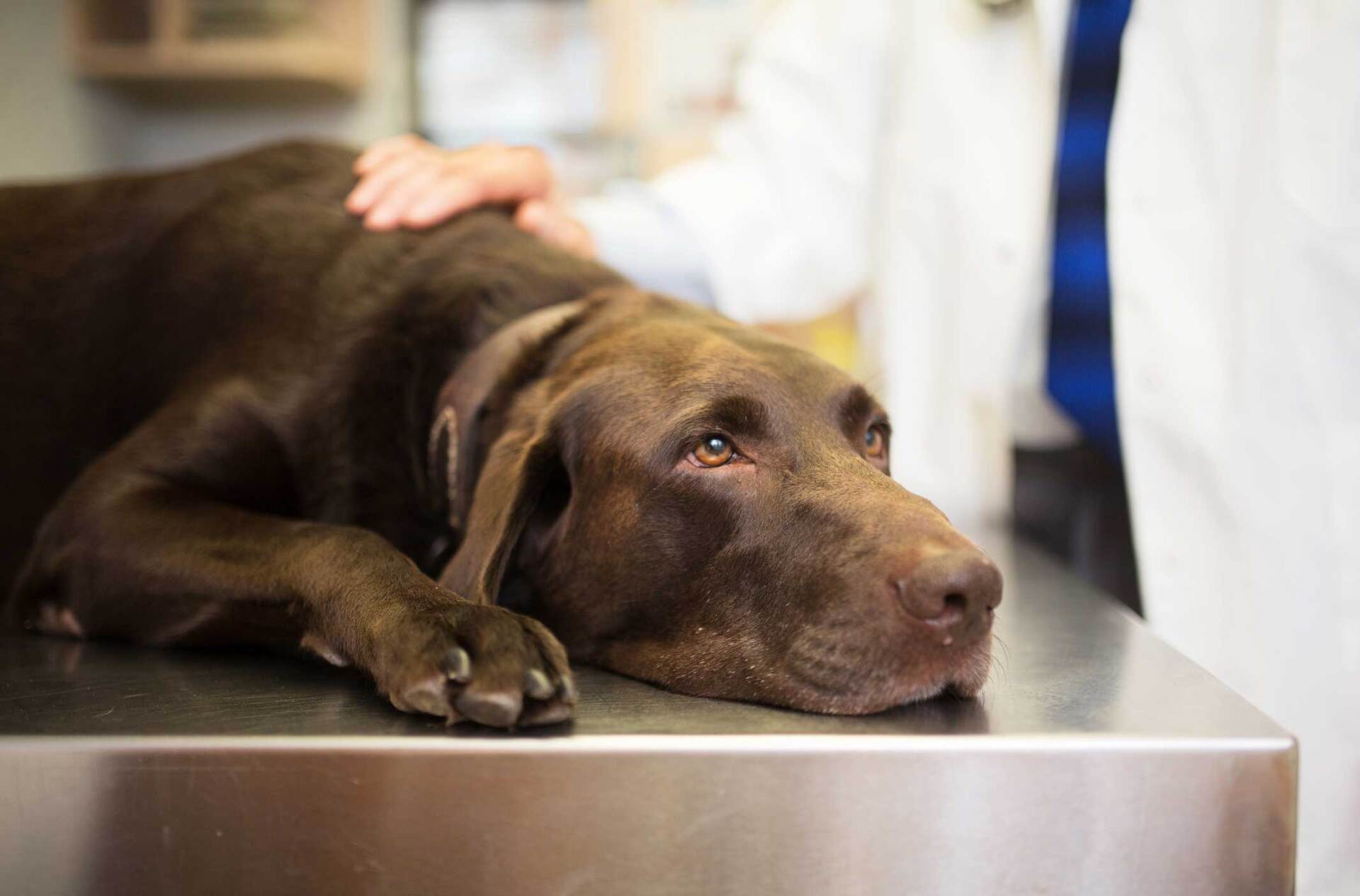 End of life care — Festus, MO — Rebecca Darland Pet Clinic