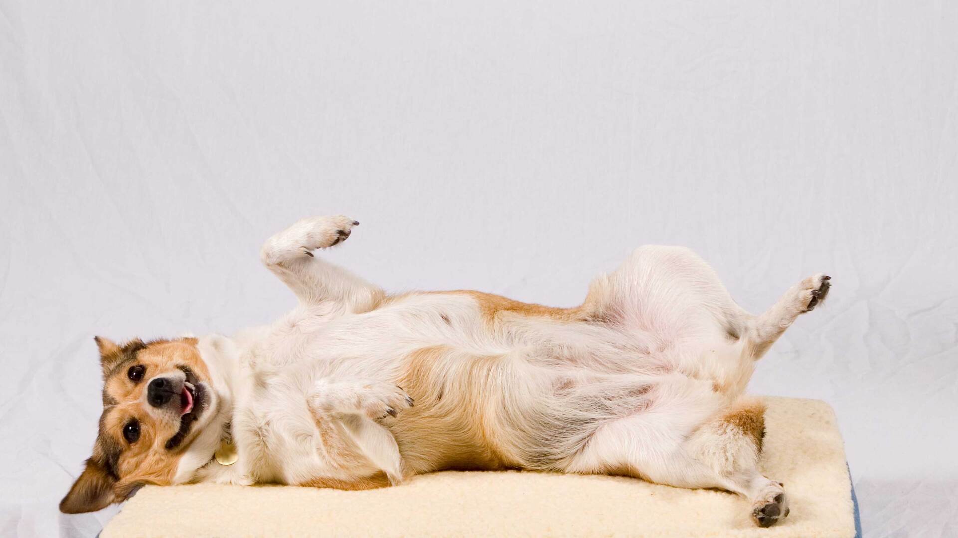 Preventative care — Festus, MO — Rebecca Darland Pet Clinic