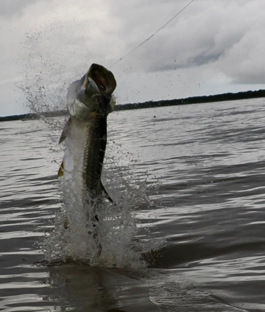 jumping tarpon in Costa Rica