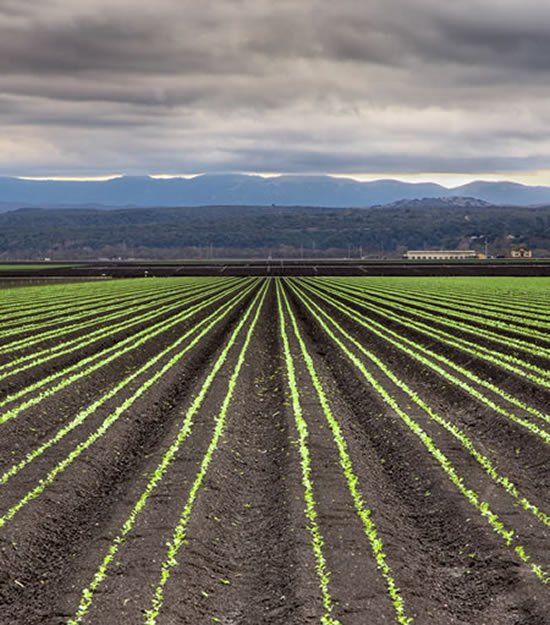 Salinas