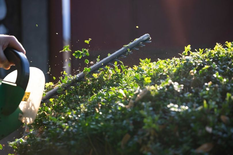 Hedge Trimming Service