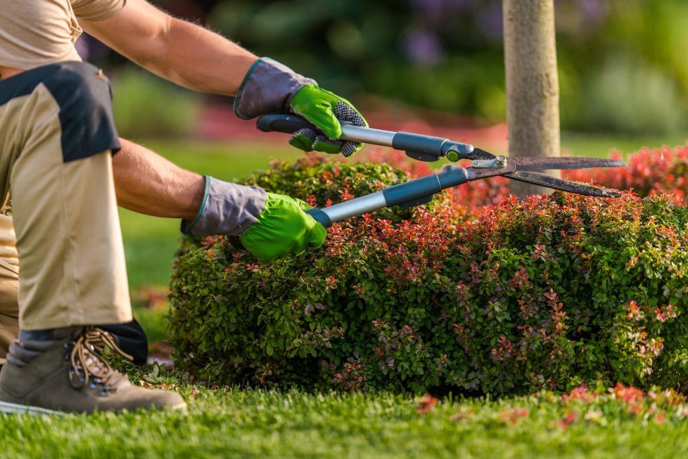 Gardener trimming a red hedge with hedge shears in a sunny yard