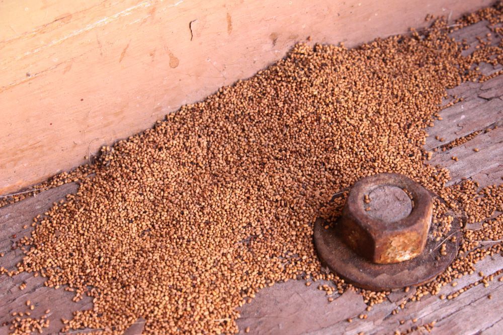 A Nut is Sitting on a Wooden Surface Next to a Pile of Wood Shavings — Border Pest Control In Albury, NSW