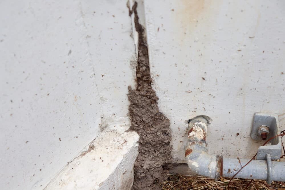 A Termite Tunnel is Growing Out of a Wall Next to a Pipe — Border Pest Control In Albury, NSW