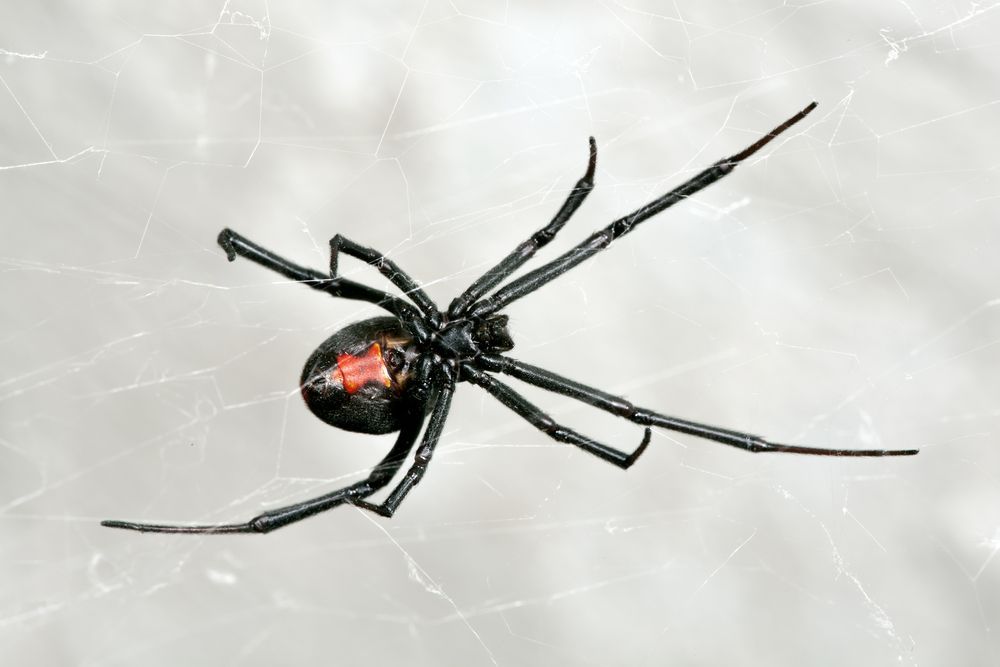 A black widow spider is sitting on a white surface — Border Pest Control In Albury, NSW