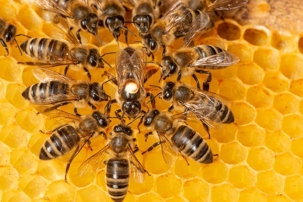 A Group of Bees Are Sitting on Top of a Honeycomb — Border Pest Control In Wangaratta, VIC