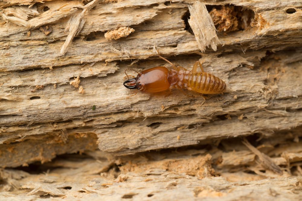 pest control Albury