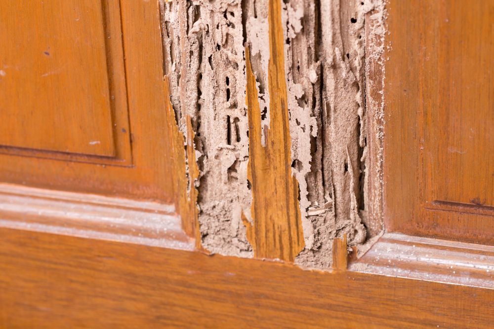 Termites Have Eaten a Piece of Wood in a House — Border Pest Control In Albury, NSW