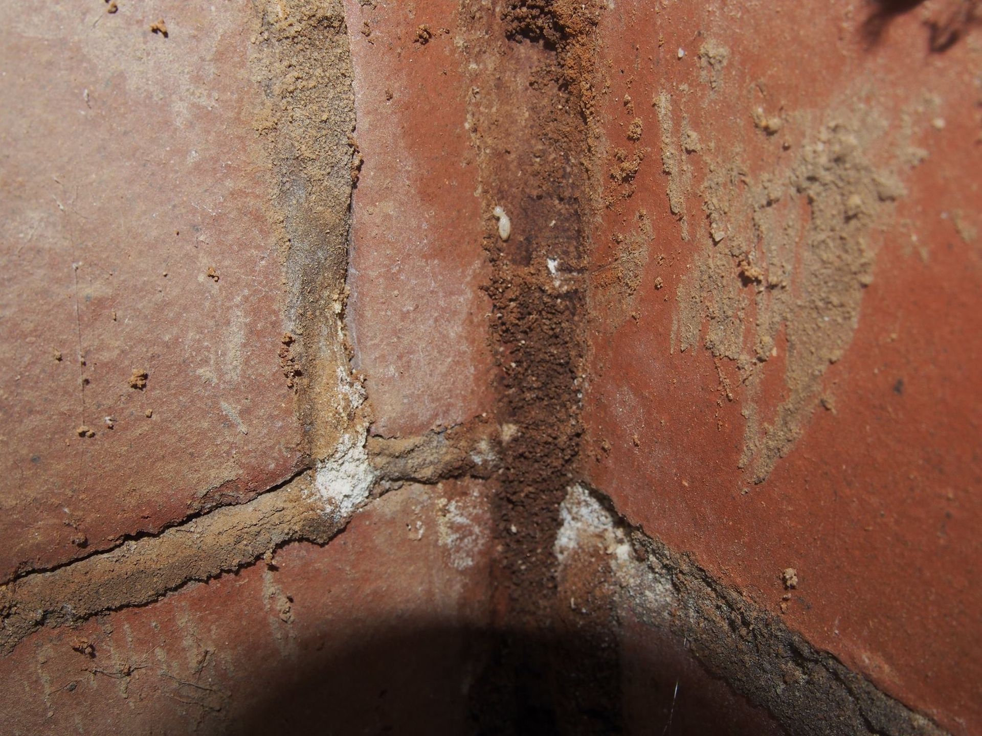 Brick Wall Termite After Heavy Rain
