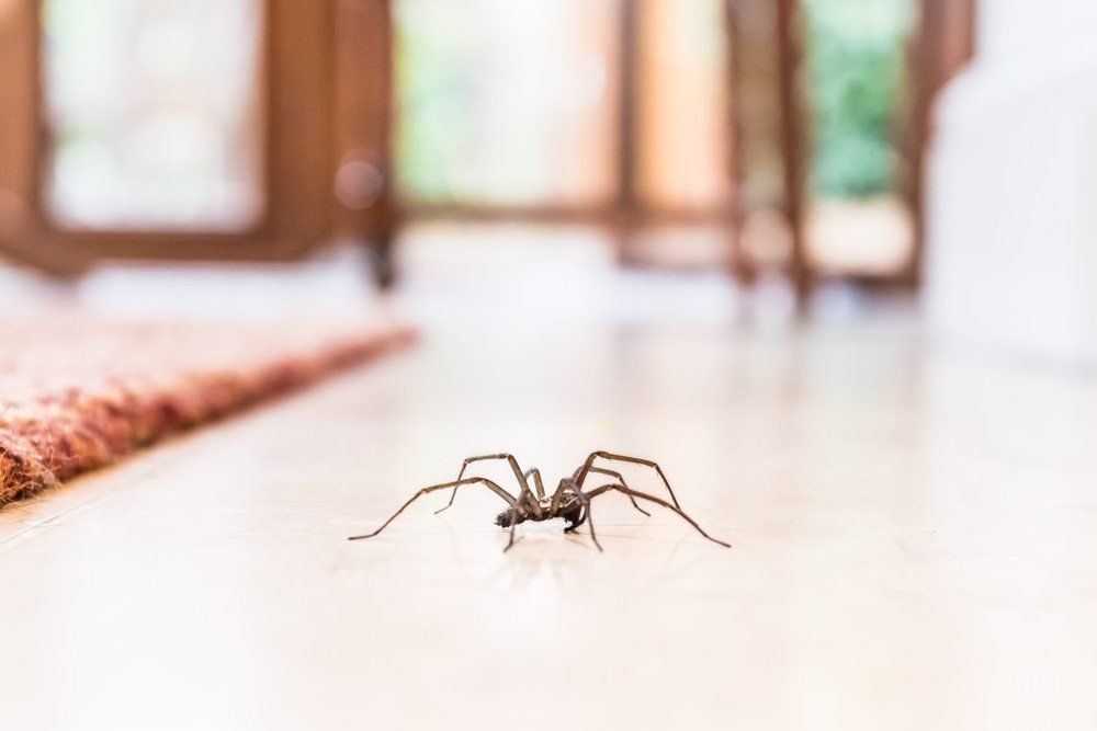 A Spider is Crawling on the Floor of a House — Border Pest Control In Albury, NSW
