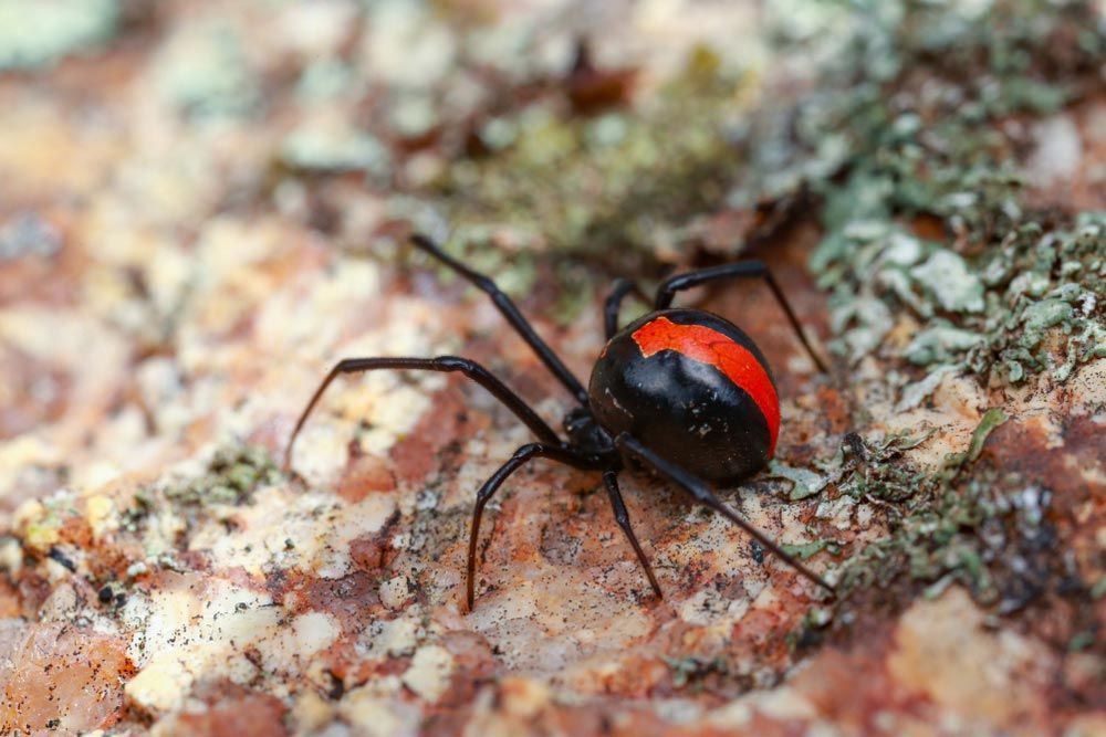 A Black and Red Spider is Sitting on a Rock — Border Pest Control In Albury, NSW