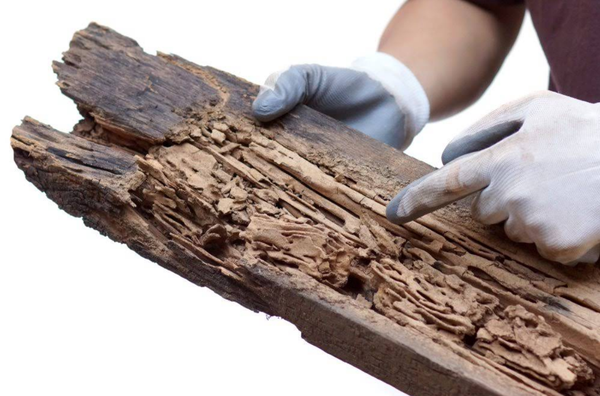 Termite Damage Inside Timber Detected During Property Inspection