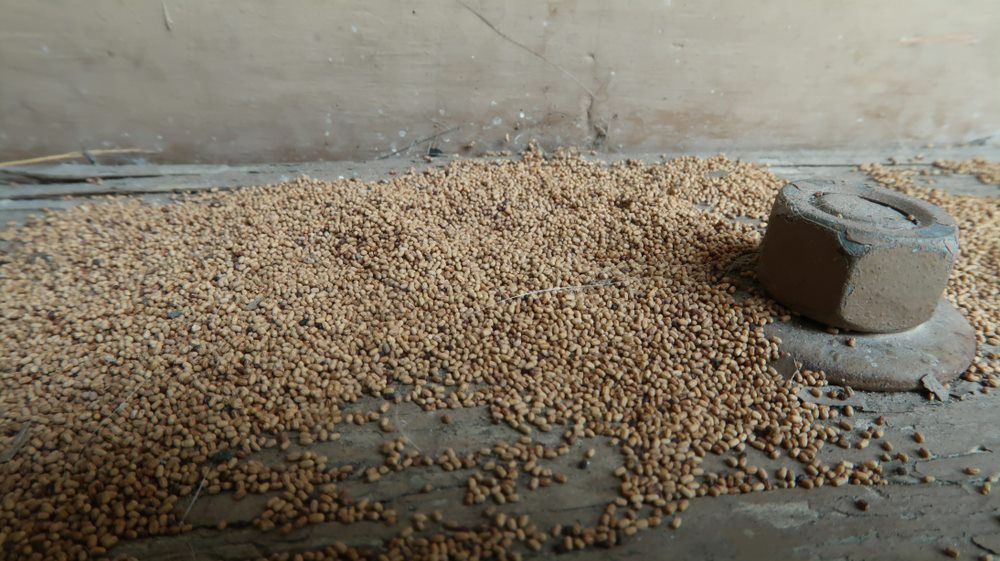 A Nut is Sitting on Top of a Pile of Wood Chips — Border Pest Control In Albury, NSW