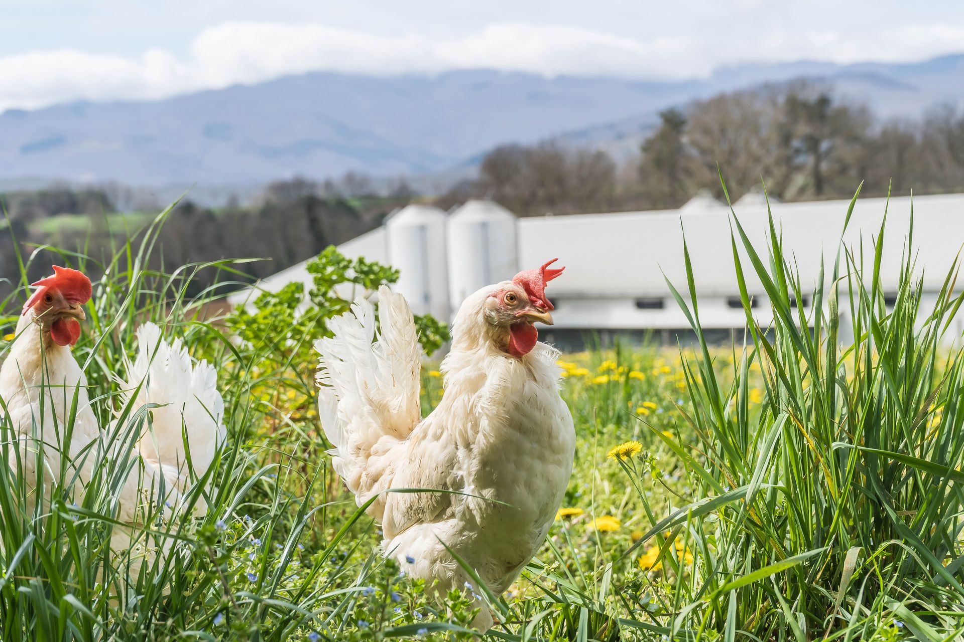 Gallina Livornese a Poppi, Arezzo Azienda Agricola Le Pescine