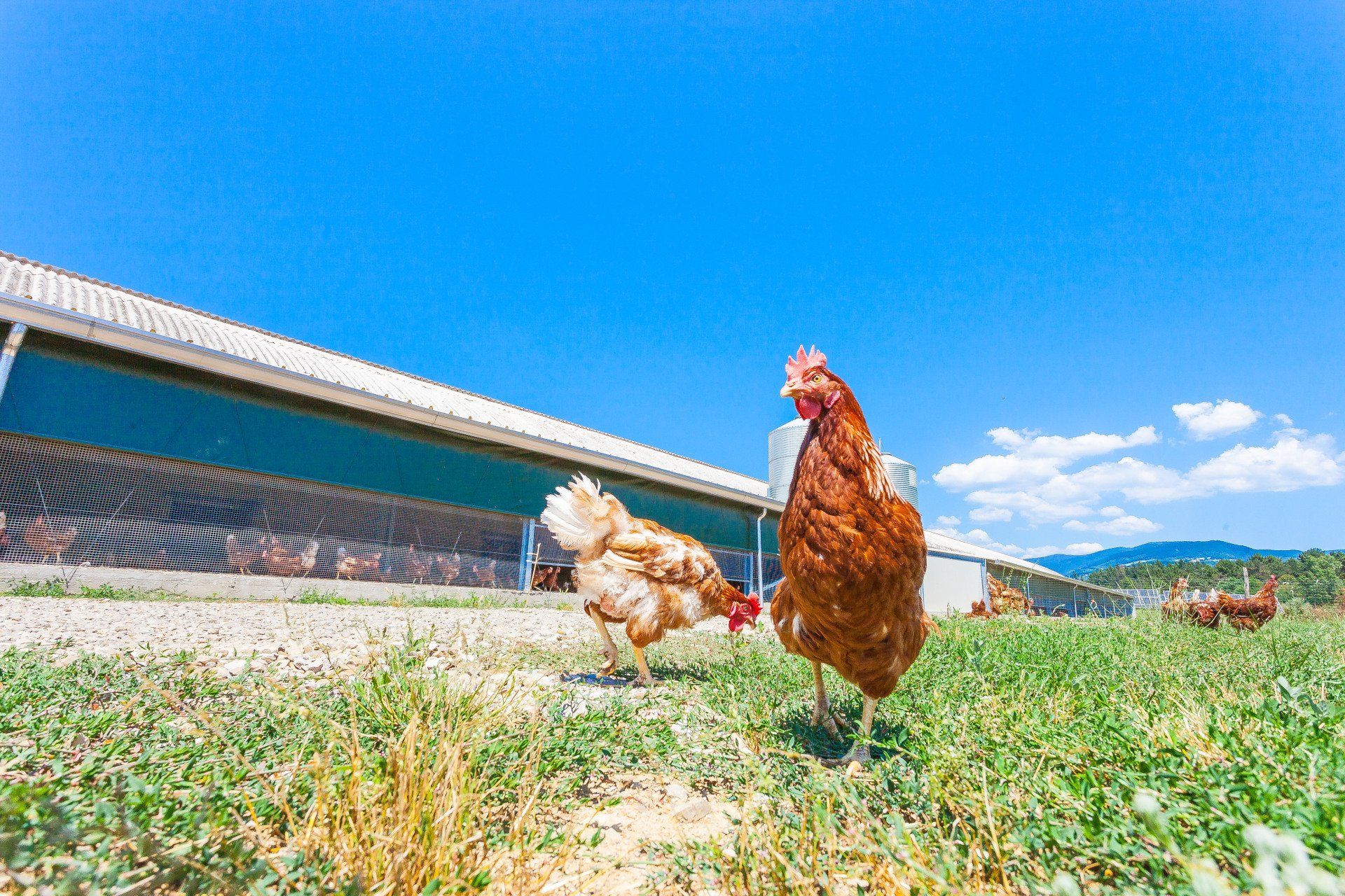 galline livornesi che razzolano 1
