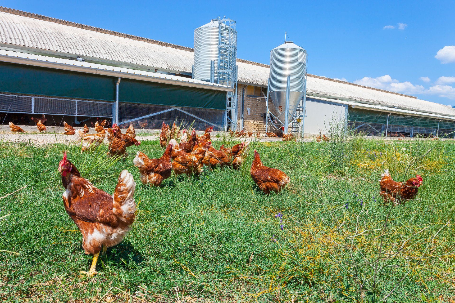 galline livornesi che razzolano 2