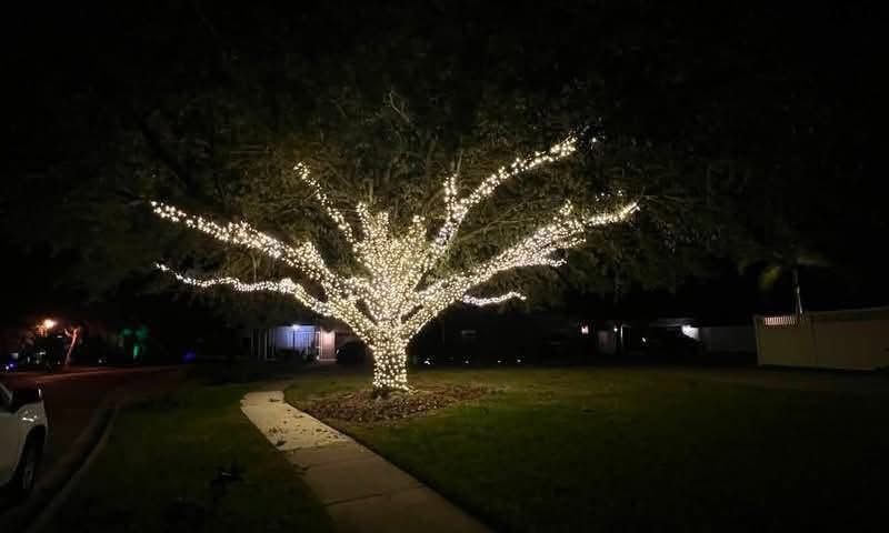 Tree wrapped in white holiday lights at night beside a sidewalk and lawn