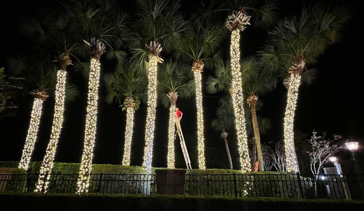Tall palm trees wrapped in white lights beside a hedge at night