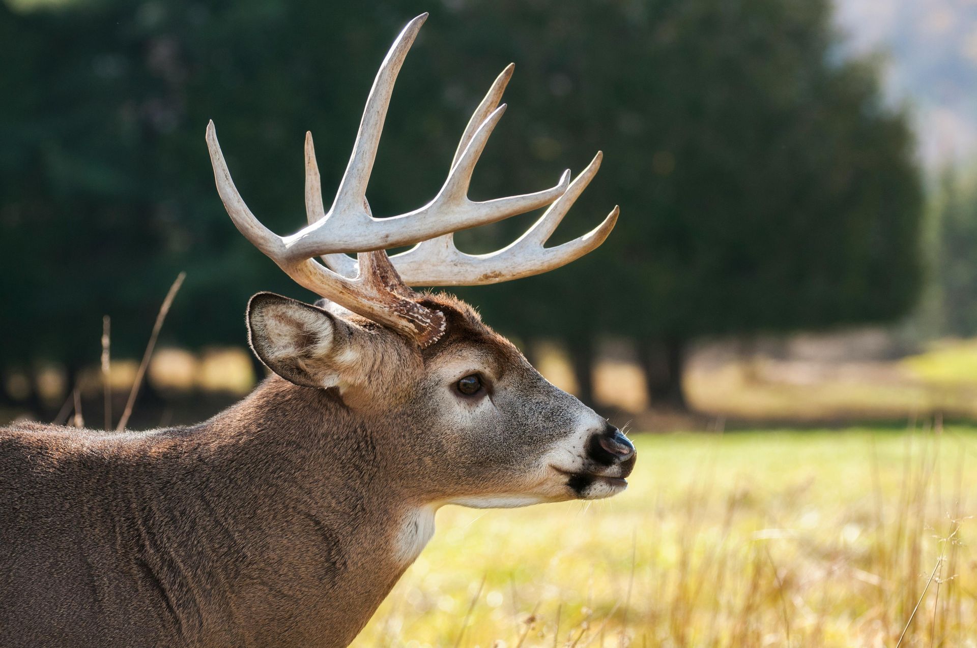 Buck deer with large antlers in a sunlit field, side profile, blurred trees in background