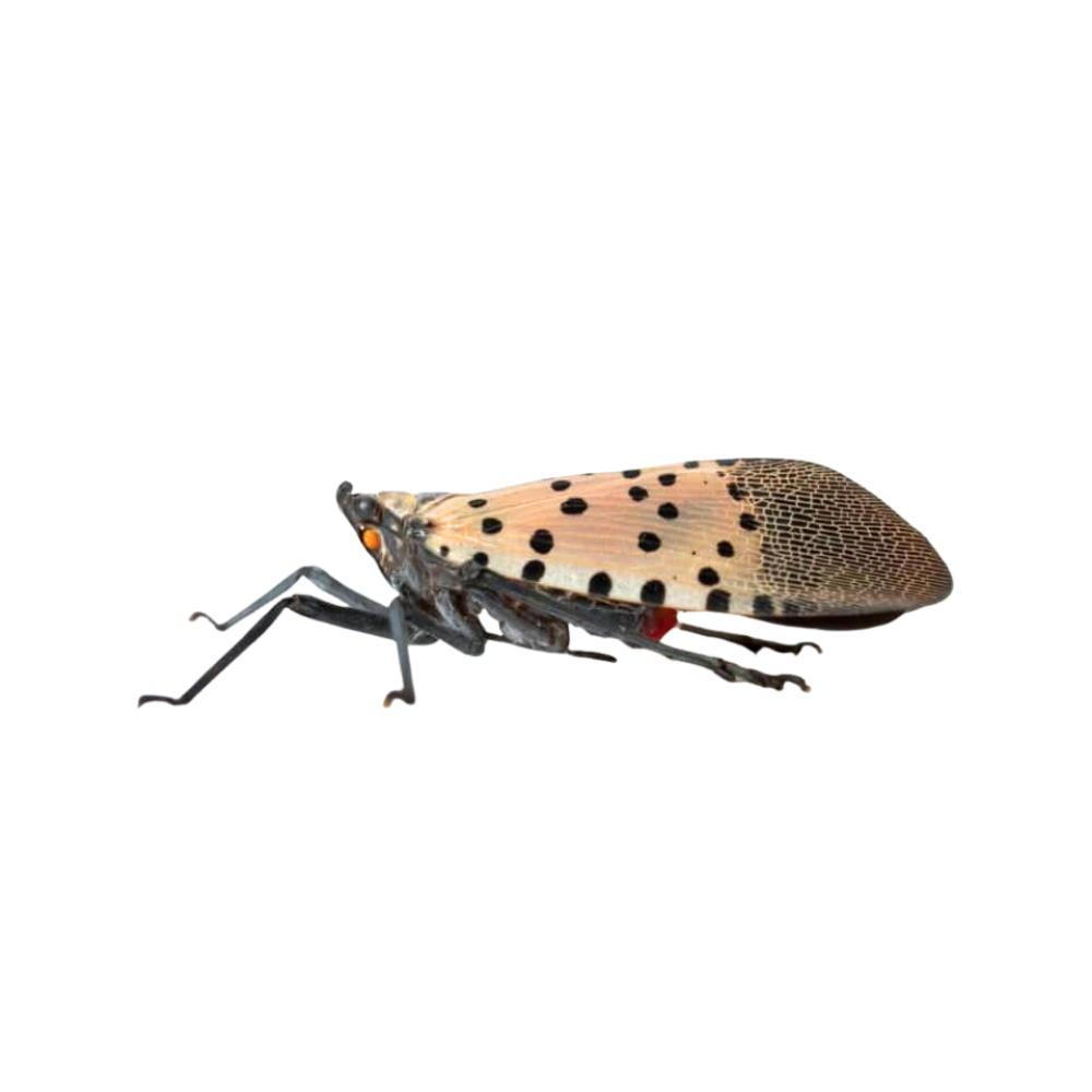 Adult spotted lanternfly found on a Long Island