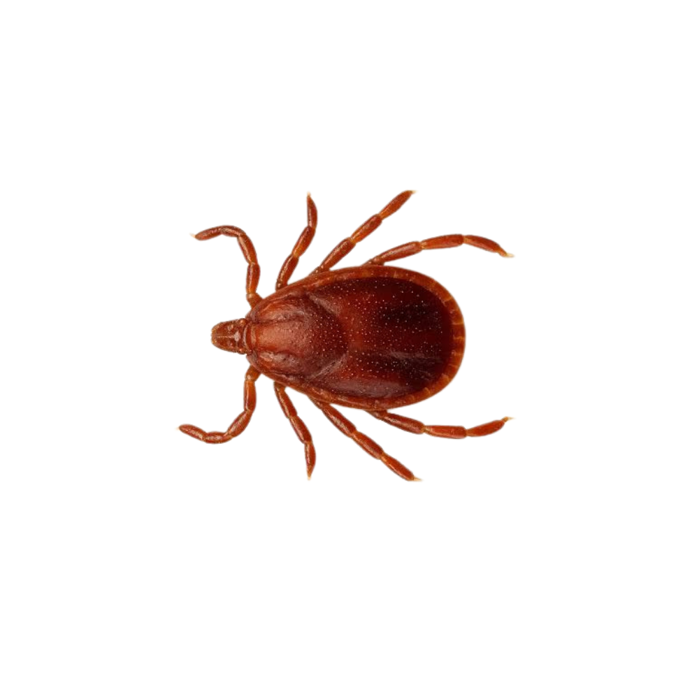 Asian longhorned tick monitored on Long Island