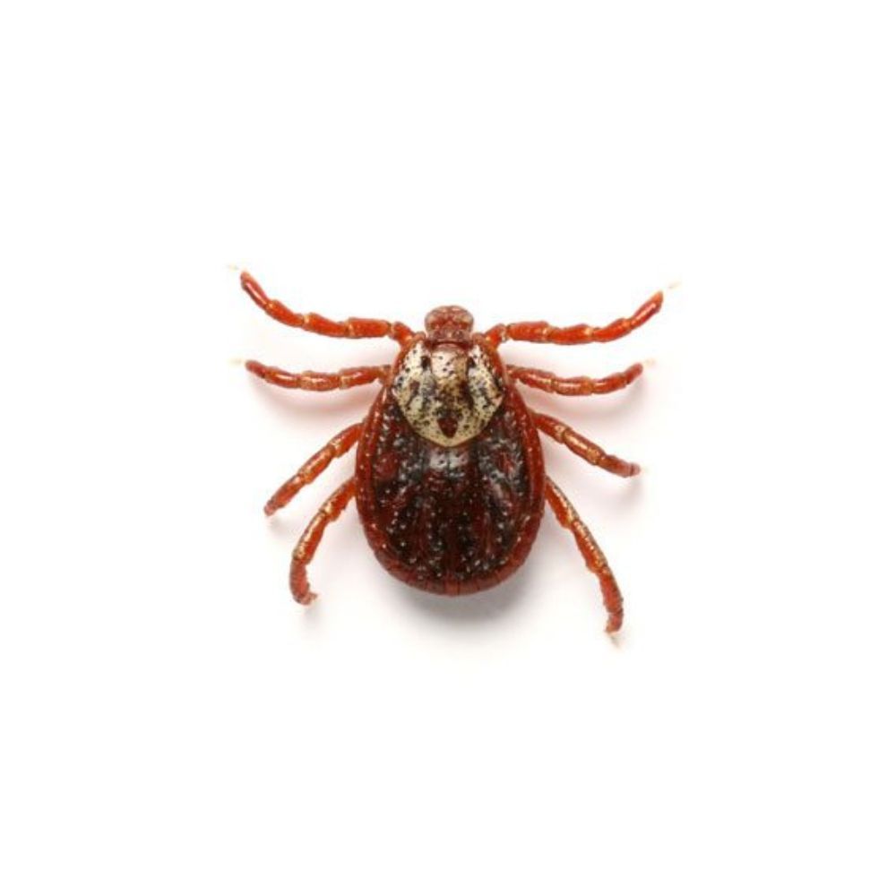 Blacklegged tick commonly found on Long Island
