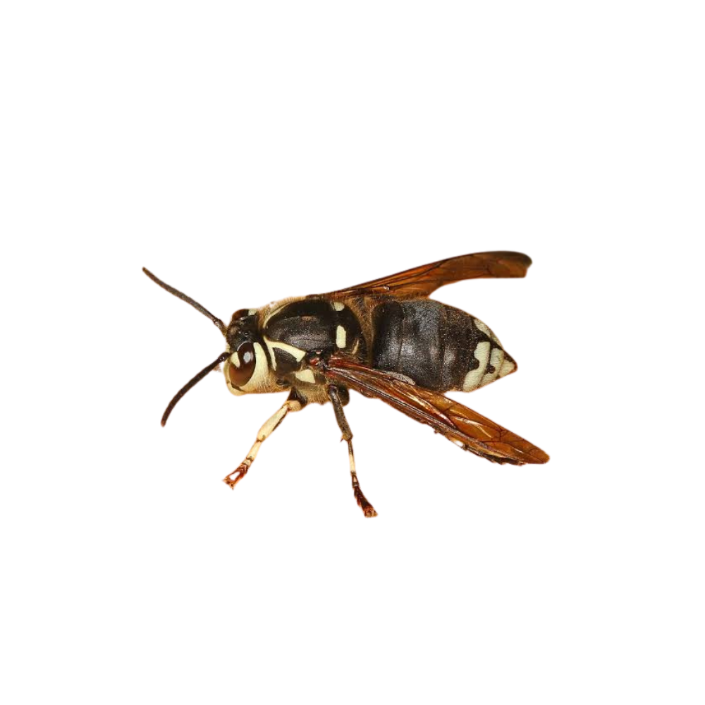 Bald-faced hornet