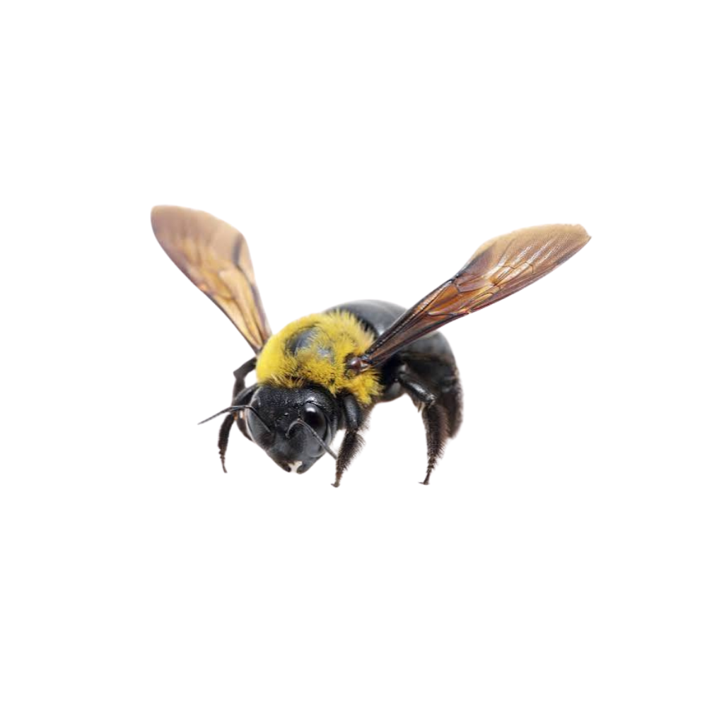 Carpenter Bee