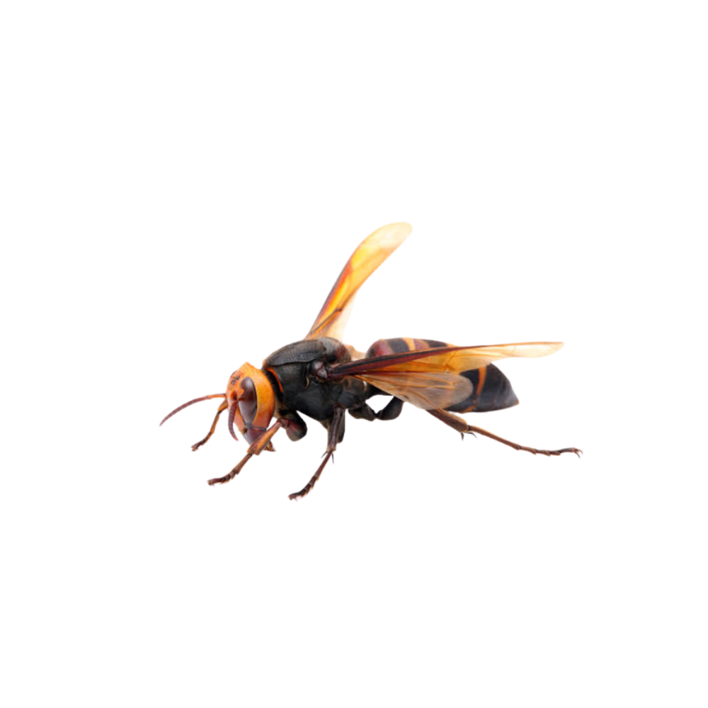 Cicada killer wasp