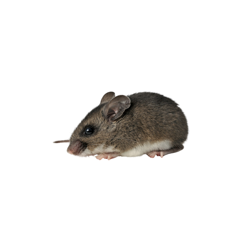 Deer mouse commonly found around sheds and garages