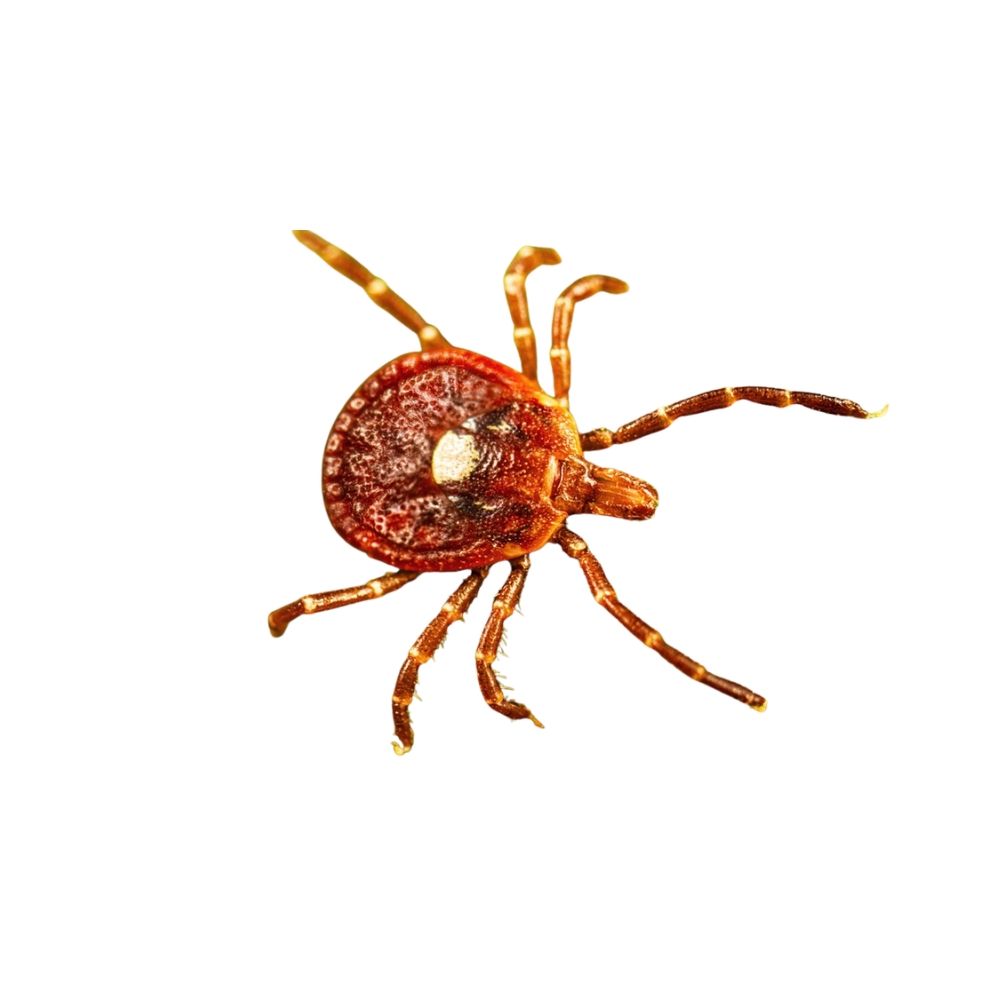 Female lone star tick with distinctive white spot