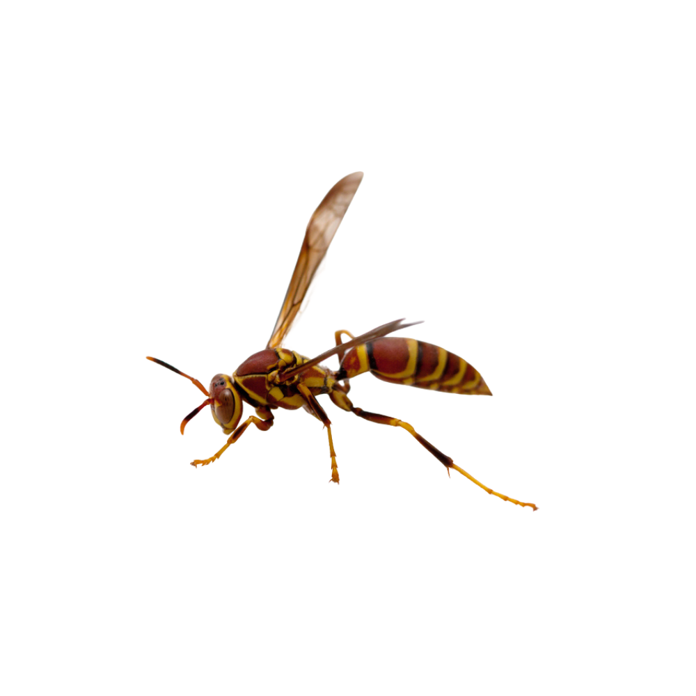 Paper wasp