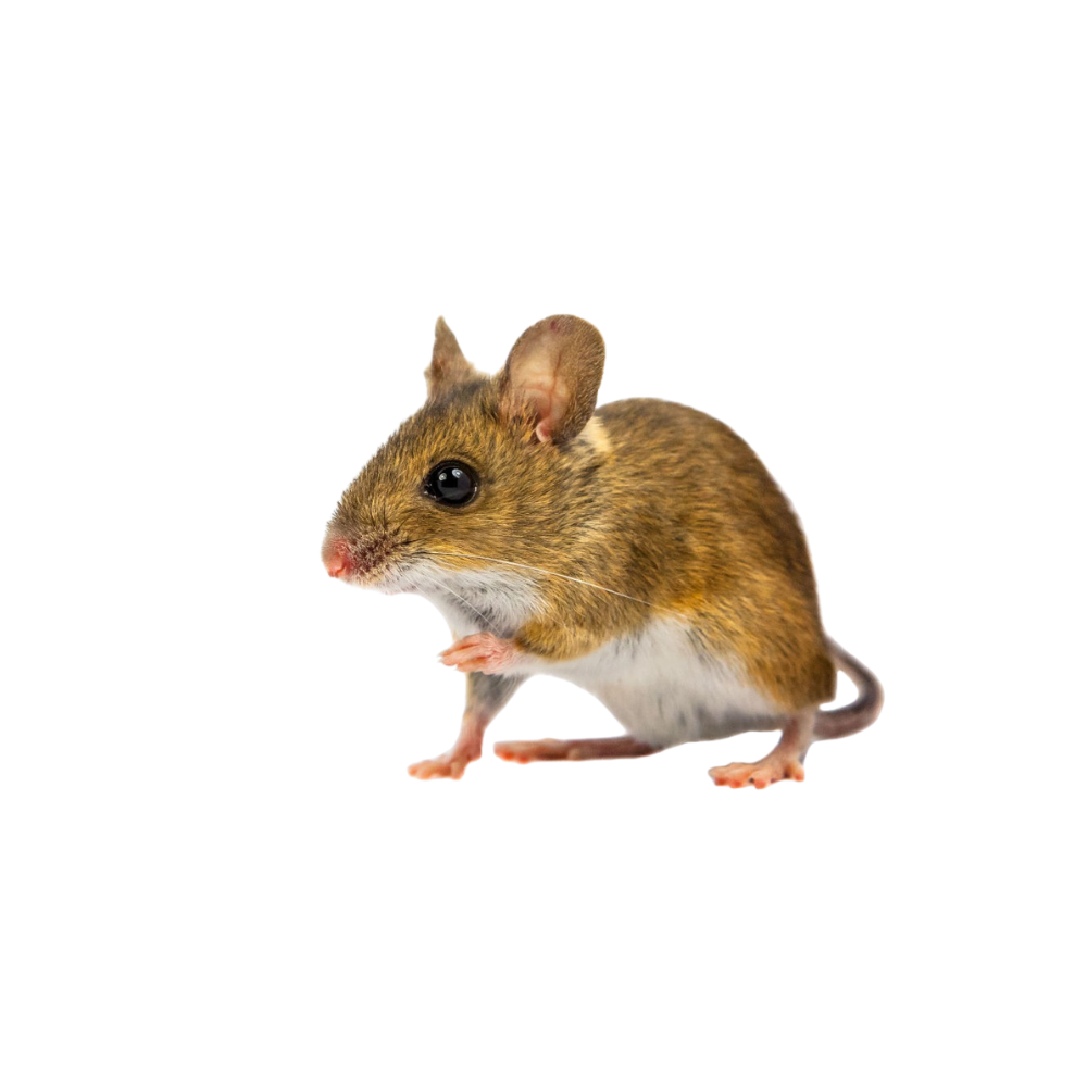 White-footed mouse commonly found around wooded properties