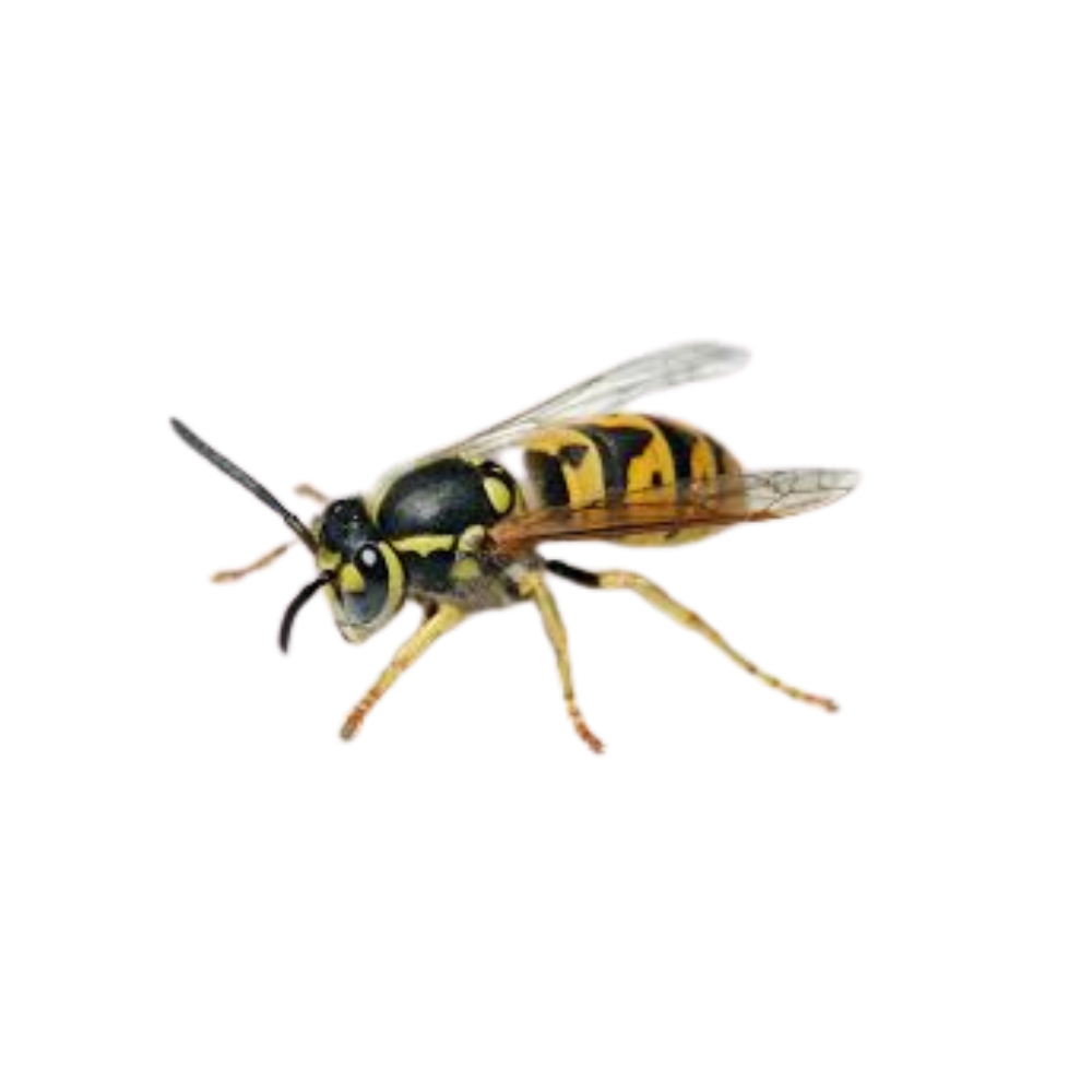 Yellowjacket