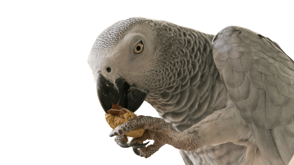 African Grey Bird